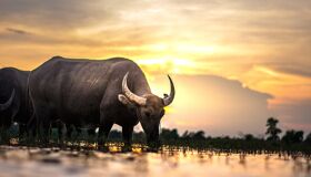 Begin your visa-prepared day with Laos’s tranquil ambiance